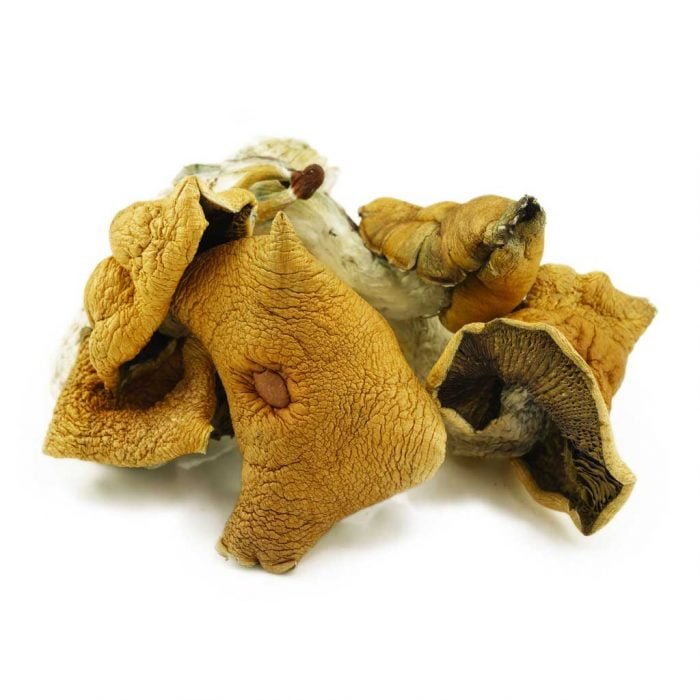 Buy Magic Mushrooms Canada, Online Mushrooms Canada